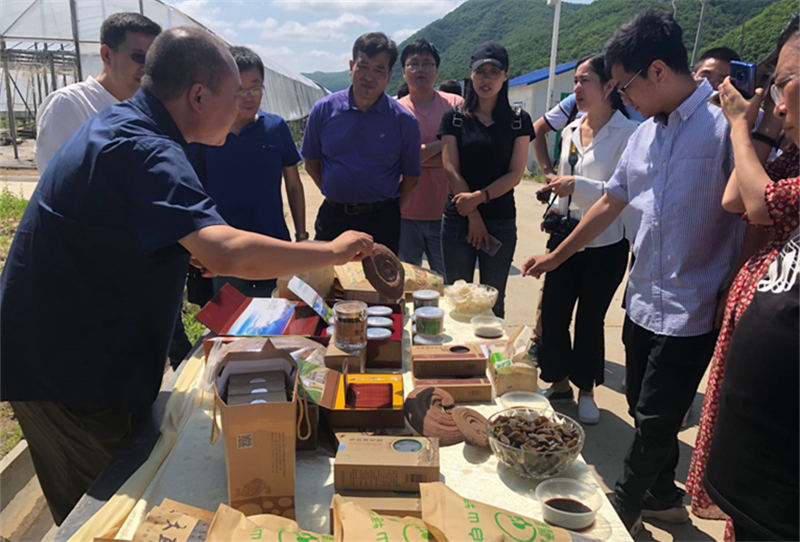 延邊州圖們市汪清縣靈芝孢子粉產業。 人民網 張玫 攝