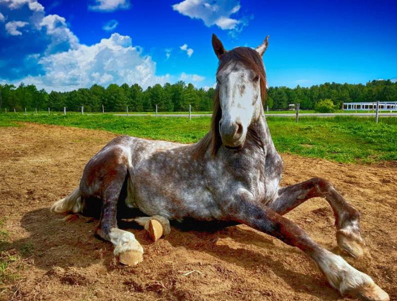 我是一匹馬我是一匹馬我是一匹馬我是一匹馬我是一匹馬我是一匹馬我是一匹馬我是一匹馬我是一匹馬我是一匹馬我是一匹馬我是一匹馬我是一匹馬我是一匹馬我是一匹馬我是一匹馬我是一匹馬我是一匹馬我是一匹馬我是一匹馬我是一匹馬我是一匹馬我是一匹馬我是一匹馬我是一匹馬我是一匹馬我是一匹馬我是一匹馬。